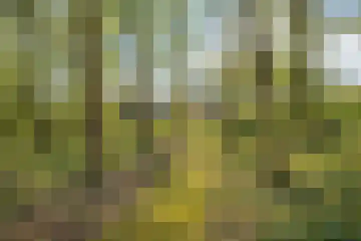 Ellestraat 41 Heikant thumbnail 60