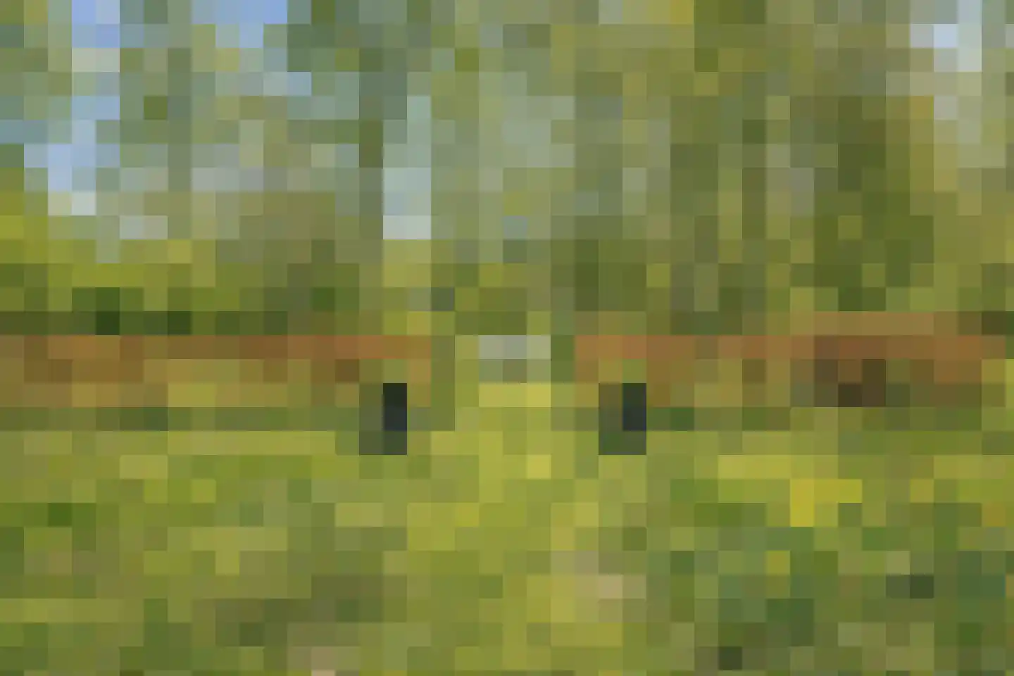 Ellestraat 41 Heikant thumbnail 61