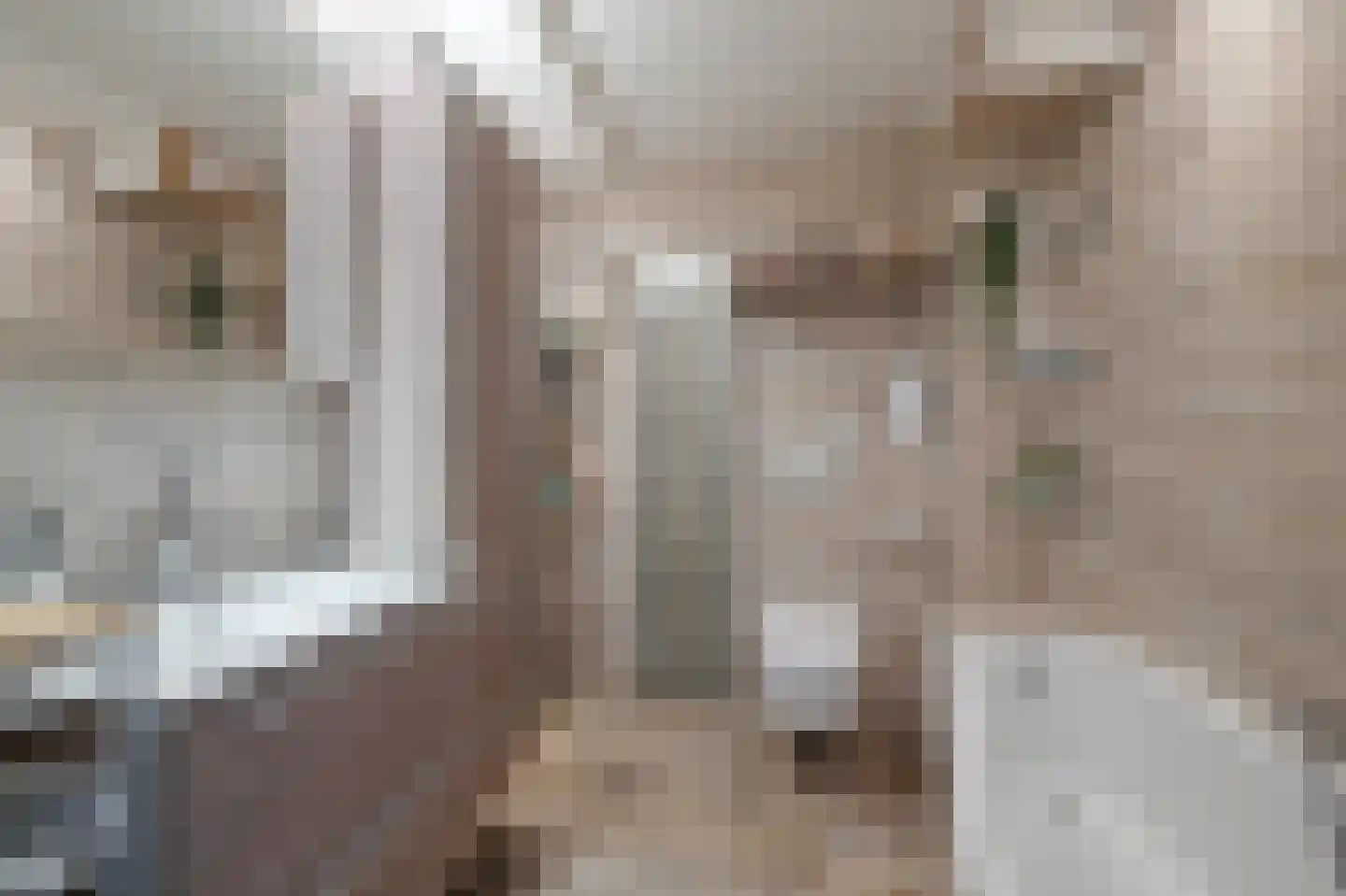 Els van Roodenstraat 54 Haarlem thumbnail 15