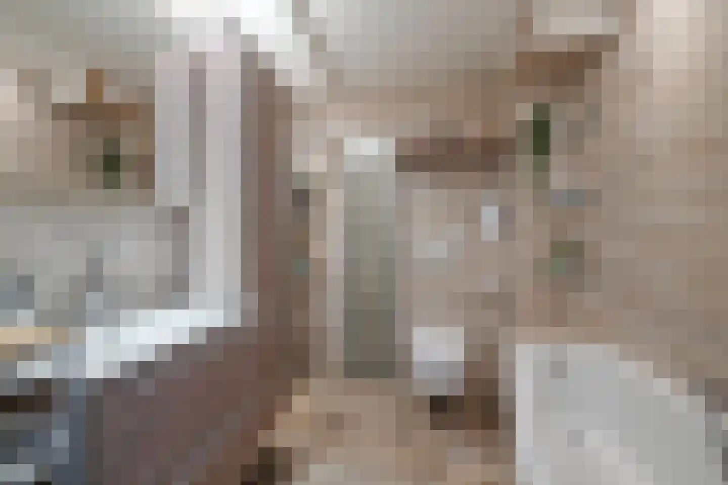 Els van Roodenstraat 54 Haarlem thumbnail 17
