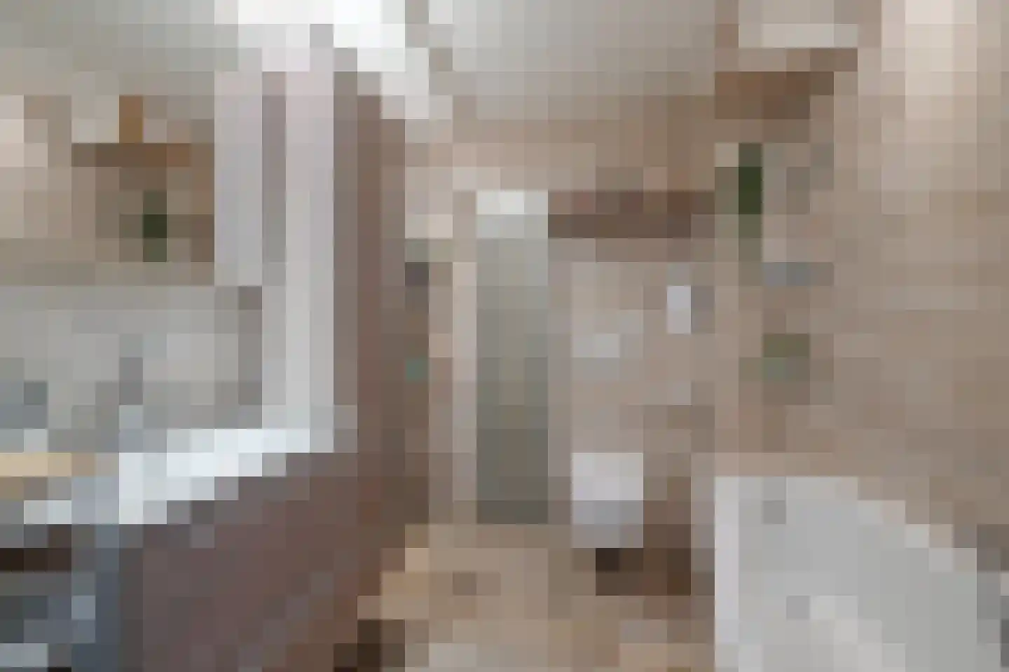 Els van Roodenstraat 54 Haarlem thumbnail 17