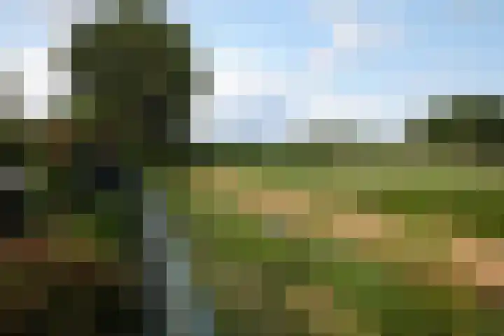 Elsbeemden 4 Horst thumbnail 21