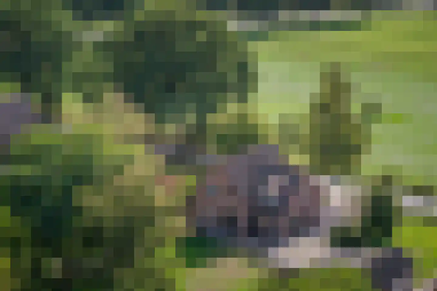 Elsbosweg 89 Klarenbeek thumbnail 4