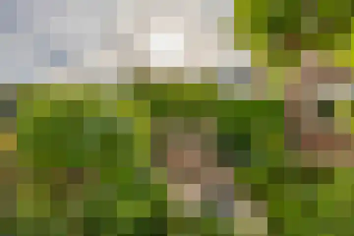 Elsbroekerlaan 13 Hillegom thumbnail 23