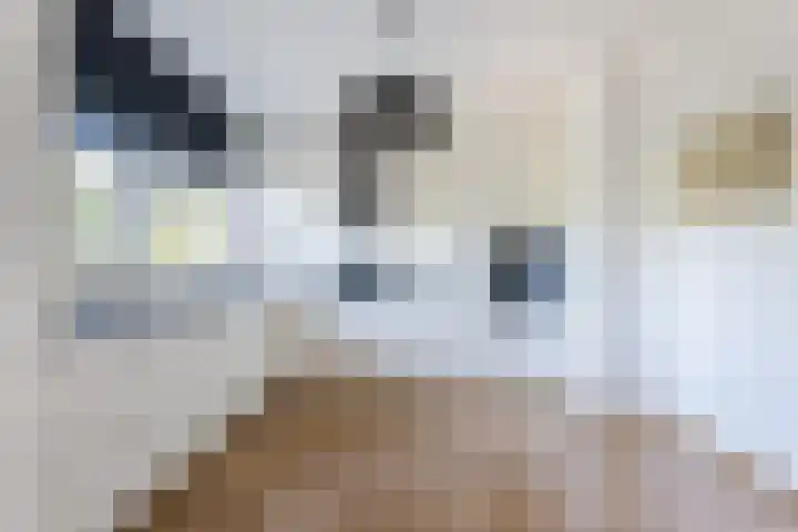 Else Mauhslaan 97 Den Haag thumbnail 20