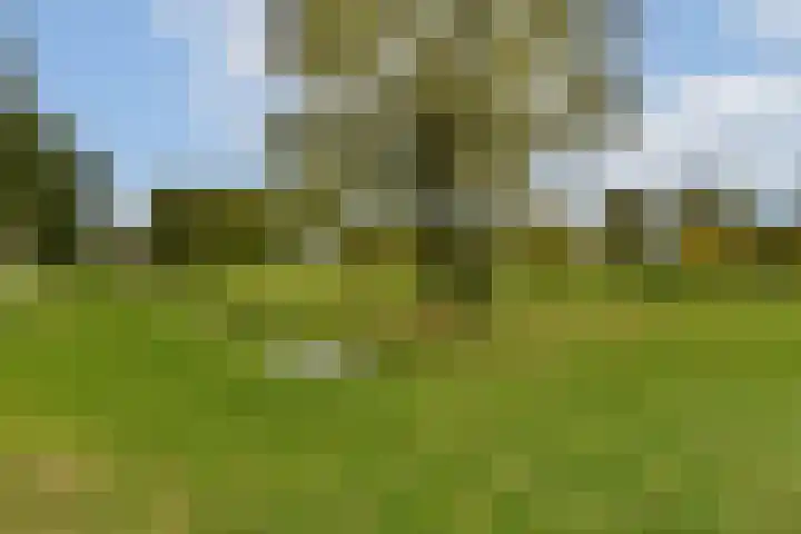 Else van der Banstraat 25 Spijkenisse thumbnail 26
