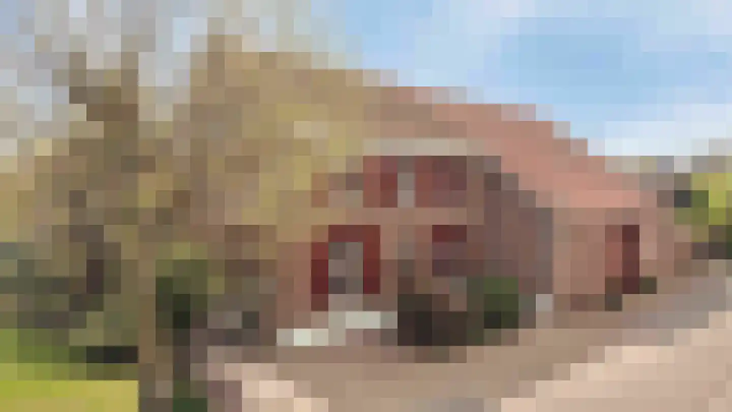 Elsenewal 1 Nieuwstadt