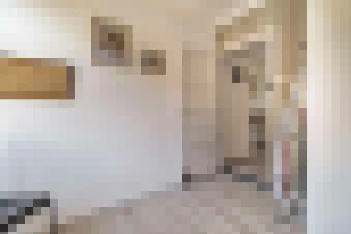 Elsenewal 1 Nieuwstadt thumbnail 22