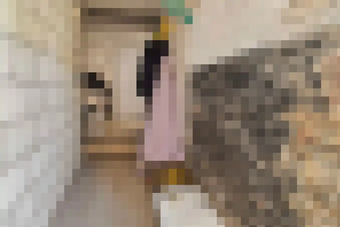 Elsenewal 1 Nieuwstadt thumbnail 32