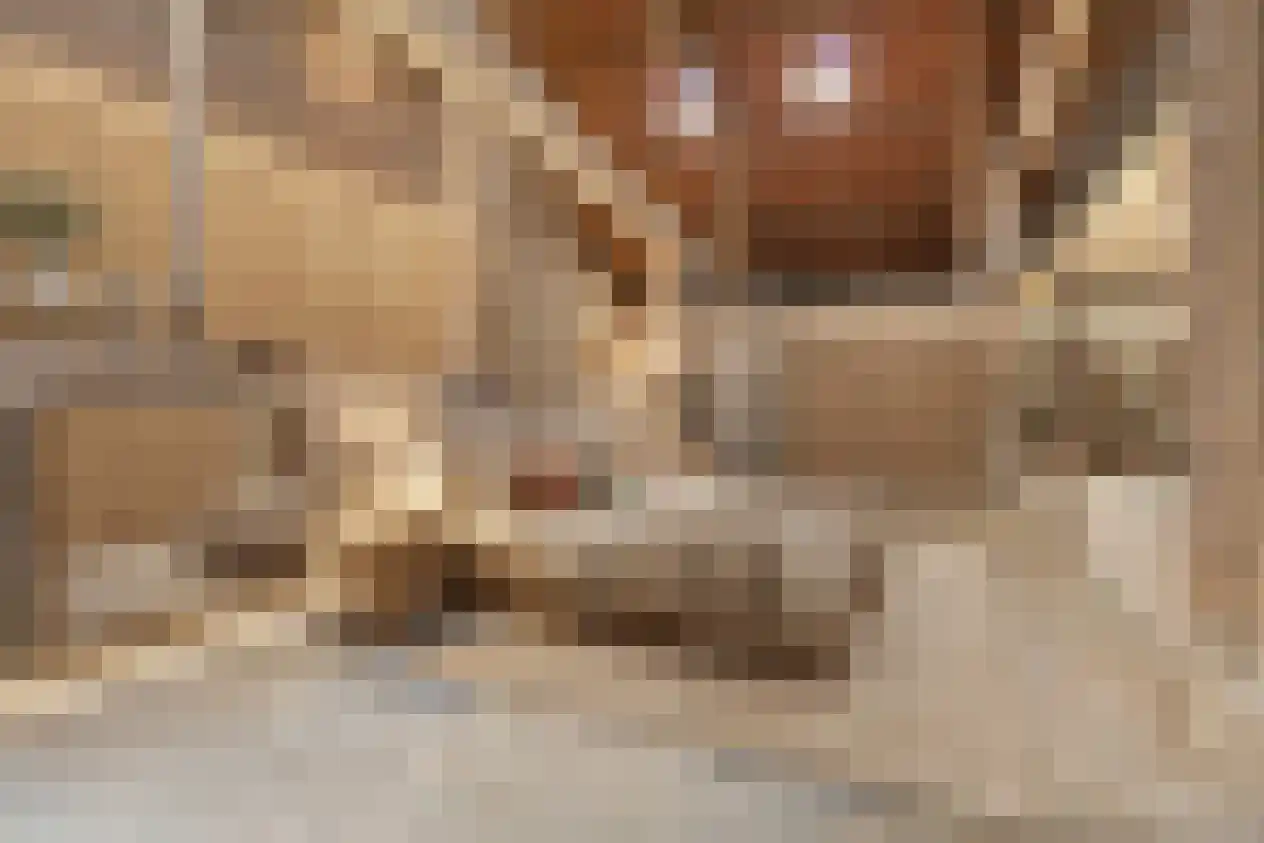 Elsenewal 1 Nieuwstadt thumbnail 38