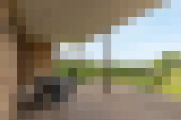 Elsenewal 31 Nieuwstadt thumbnail 19