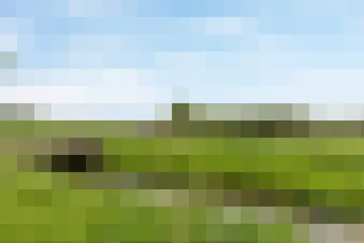 Elsenewal 31 Nieuwstadt thumbnail 22