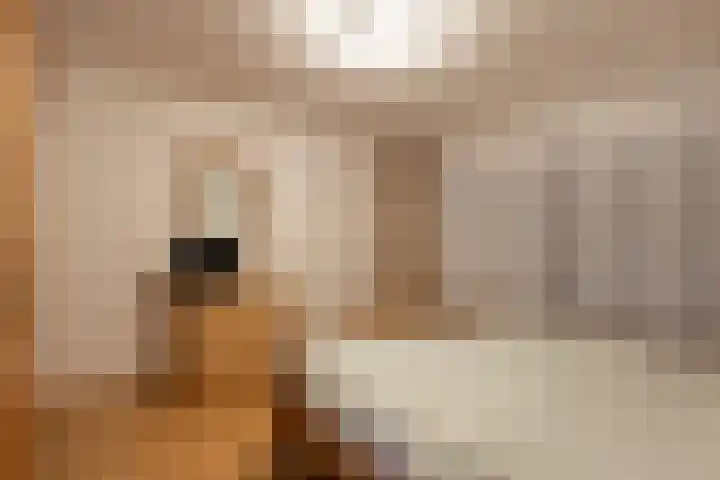Elsenewal 31 Nieuwstadt thumbnail 28