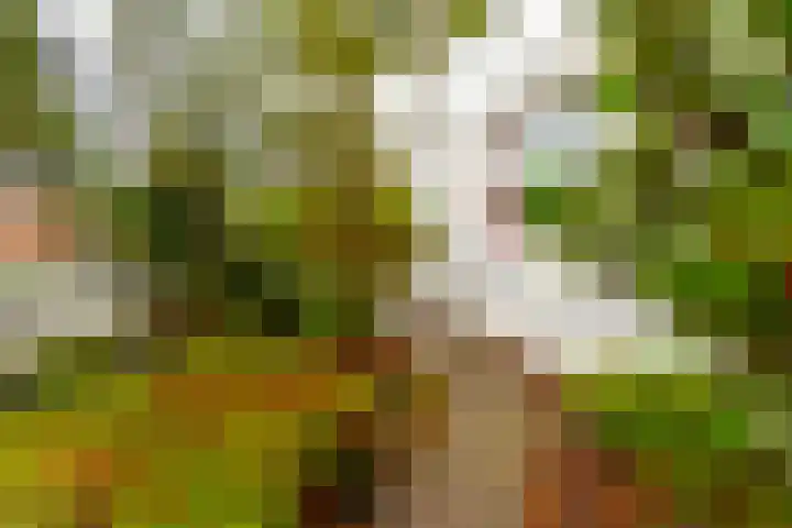 Elskamp 20 Odijk thumbnail 38
