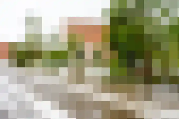 Elskamp 20 Odijk thumbnail 43
