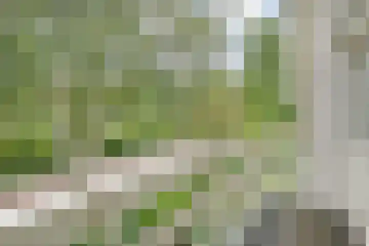 Elskamp 34 Dalfsen thumbnail 22