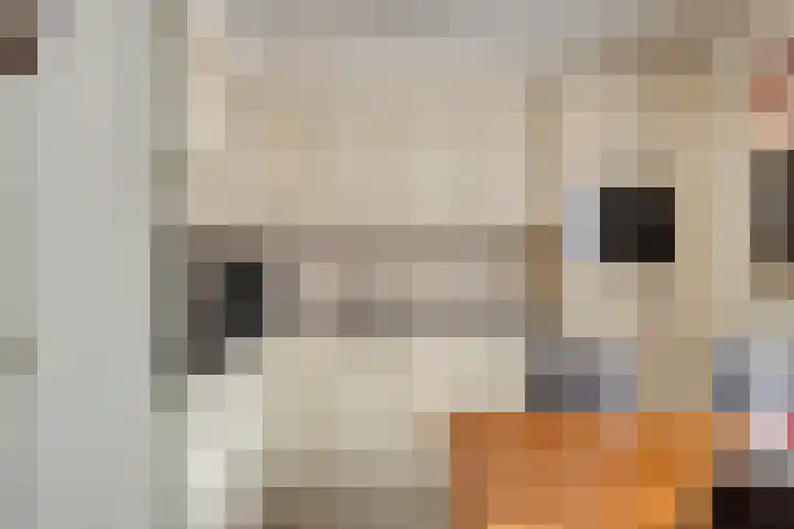 Elsland 1139 Wijchen thumbnail 8