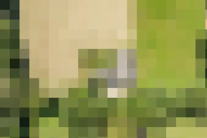 Elspeterbosweg 106 Vierhouten thumbnail 58