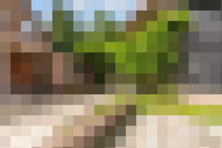 Elspeterbosweg 125 Vierhouten thumbnail 52
