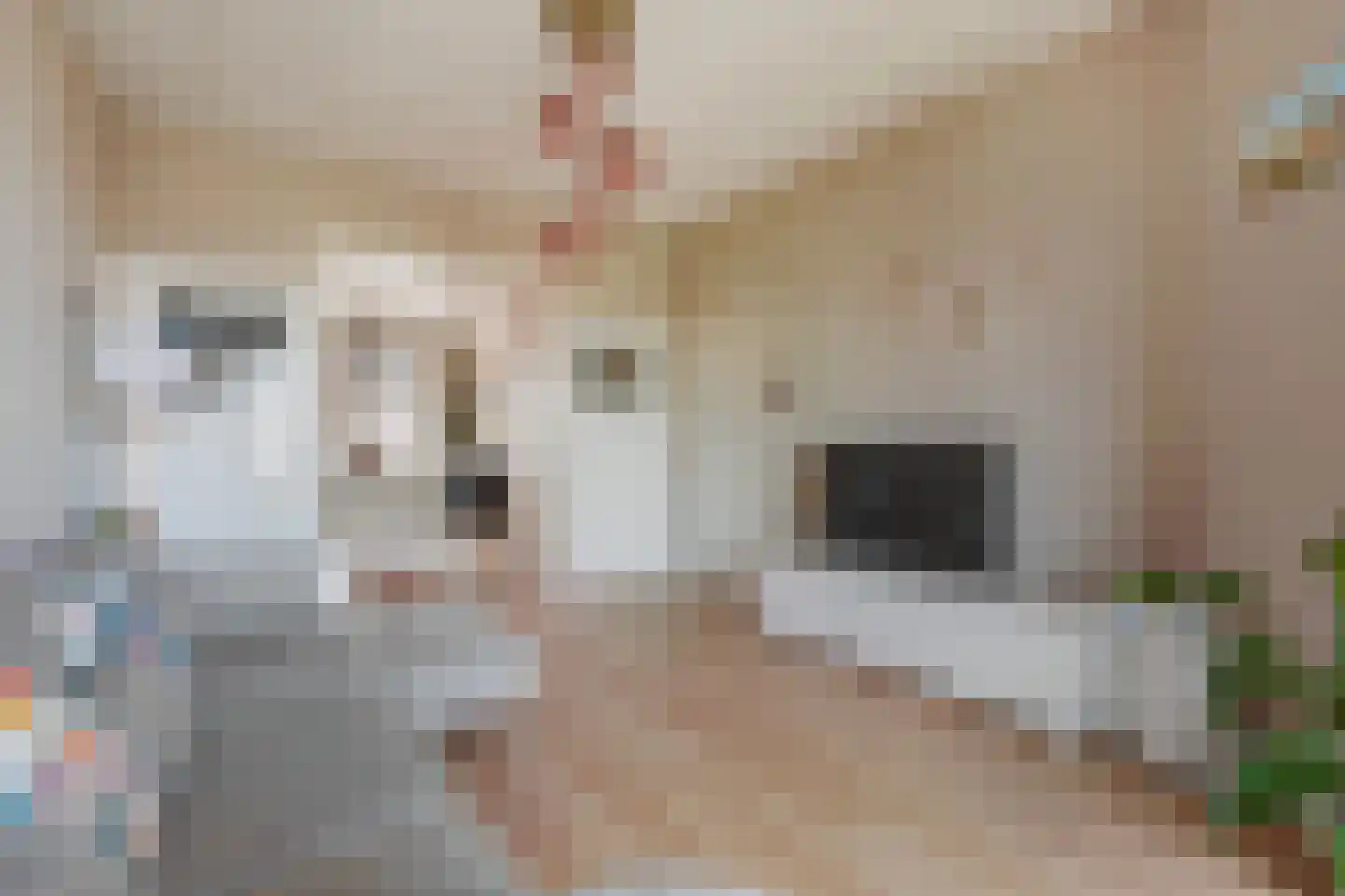 Elsstraat 77 Den Haag thumbnail 8
