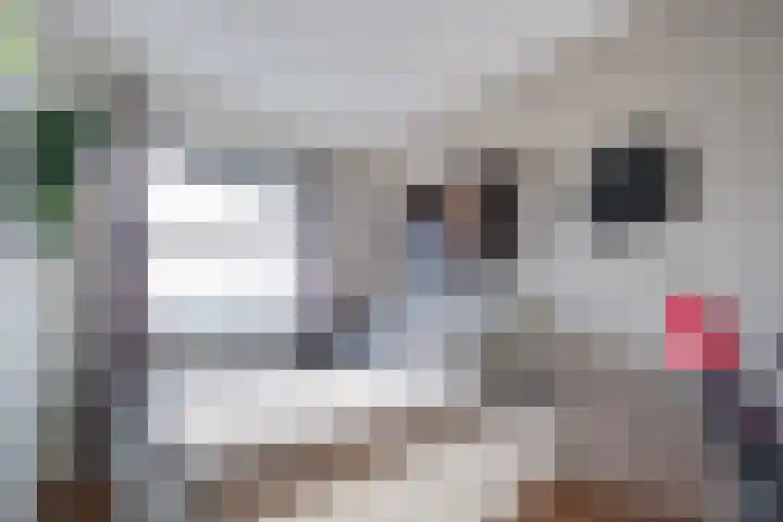Elstar 15 Assen thumbnail 21