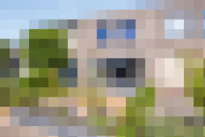 Elstar 23 Elst thumbnail 28