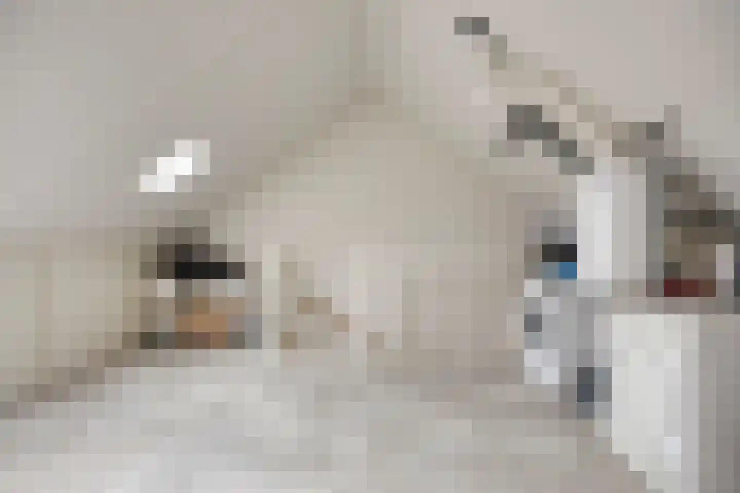 Elstar 4 Assen thumbnail 30