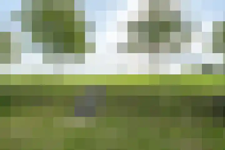 Elstar 4 Buren thumbnail 9