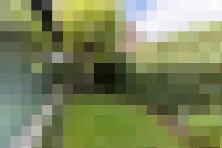 Elstar 40 Berkel-Enschot thumbnail 51