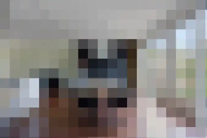 Elstar 7 Elst thumbnail 17