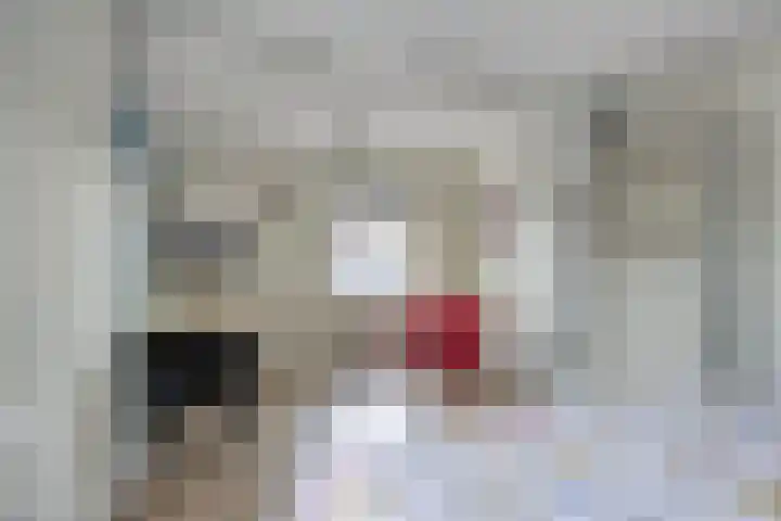Elstar 7 Elst thumbnail 26