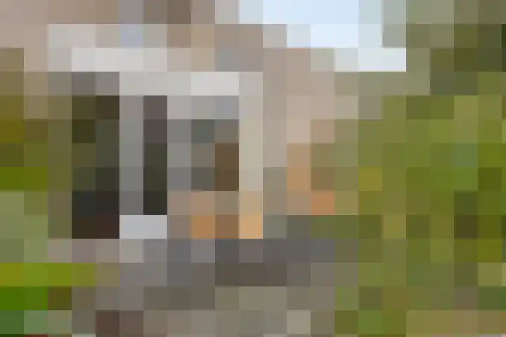 Elstar 7 Elst thumbnail 32