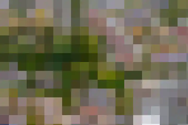 Elstarstraat 50 Kapelle thumbnail 42