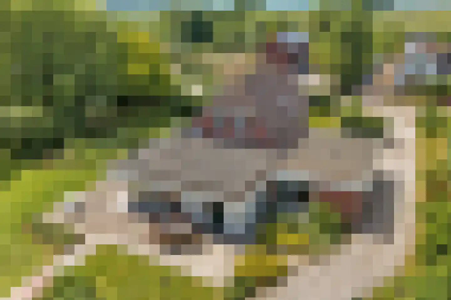 Elster Grindweg 3 a Driel thumbnail 41