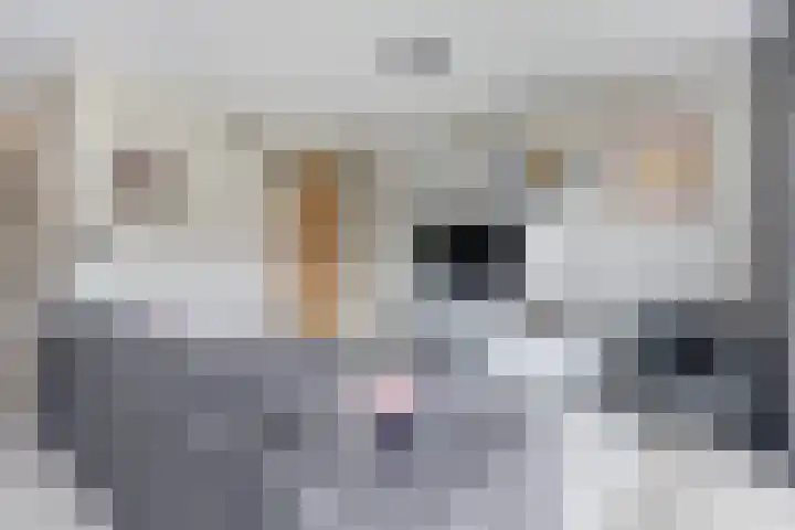 Elsthof 13 Hilvarenbeek thumbnail 12
