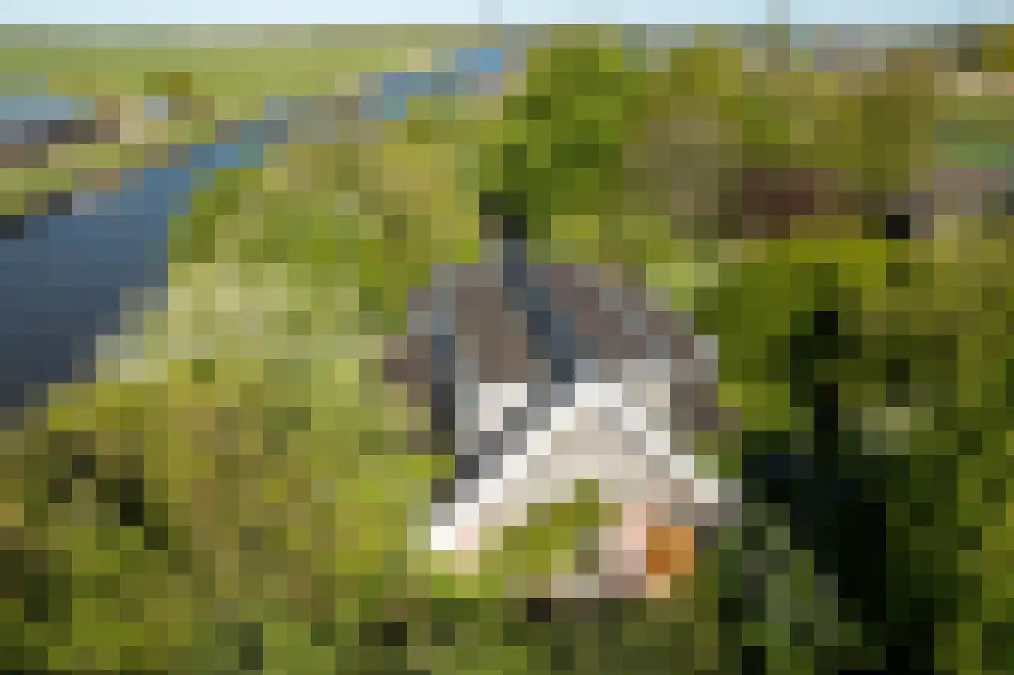 Elte Martens Beimastrjitte 1 Eastermar thumbnail 6