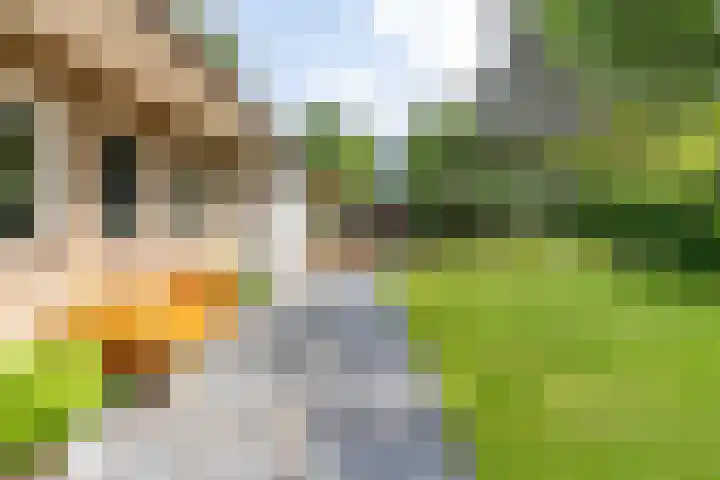 Eltinge 41 Zuidlaren thumbnail 46