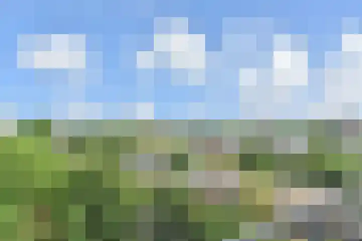 Elviraland 100 Den Haag thumbnail 27