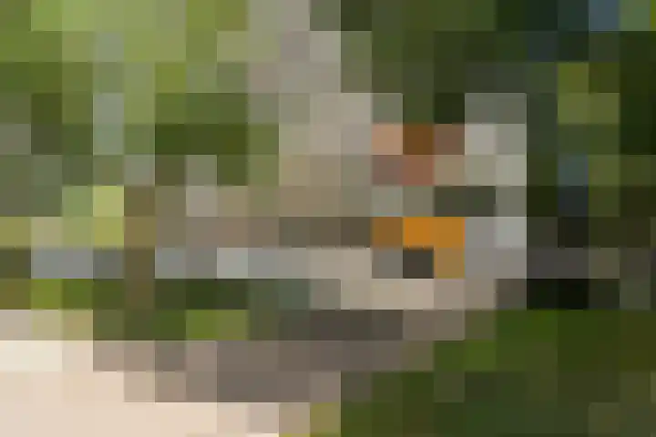 Elviraland 220 Den Haag thumbnail 7