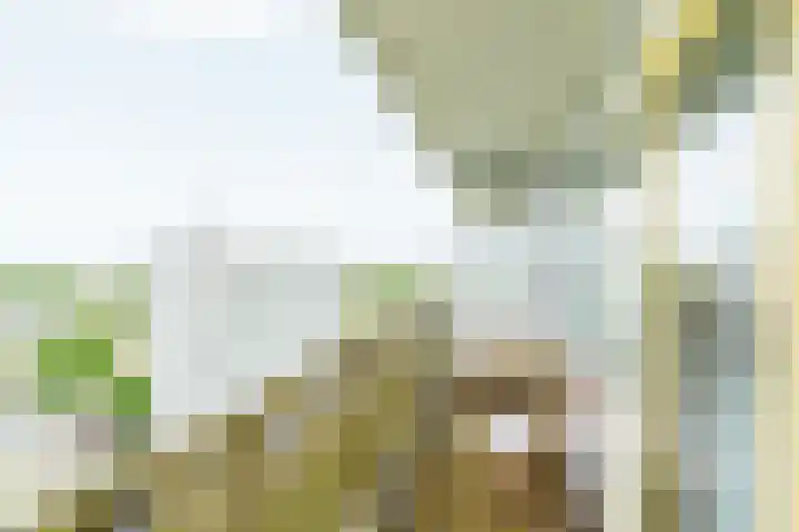 Elviraland 314 Den Haag thumbnail 19