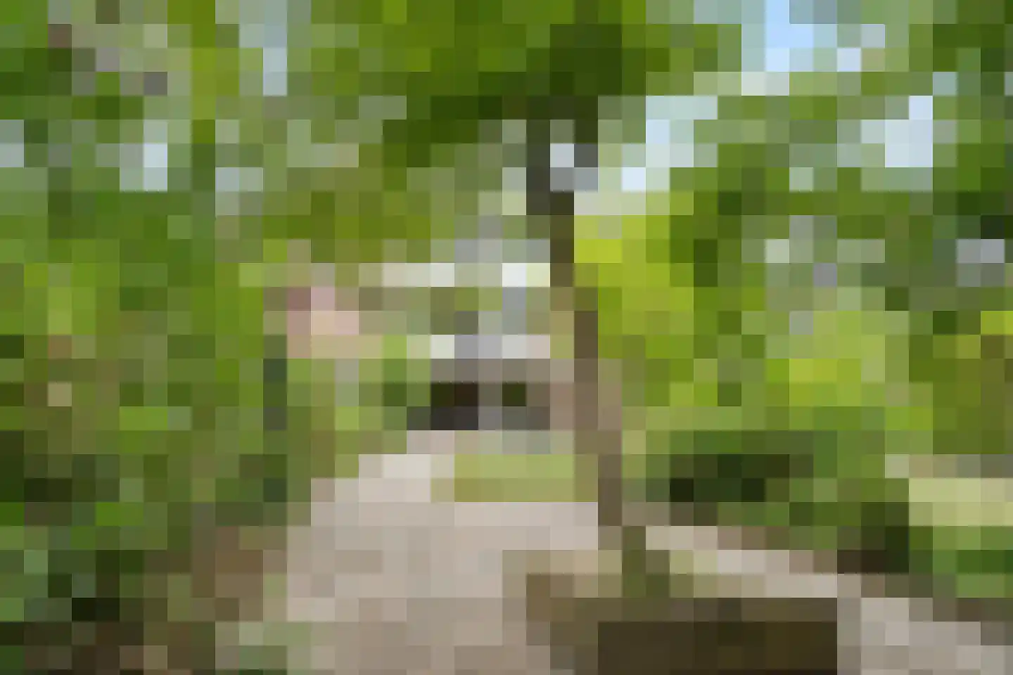 Elviraland 43 Den Haag thumbnail 43