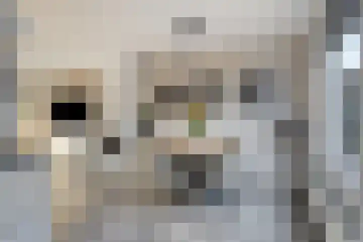 Elzasstraat 7 Axel thumbnail 8