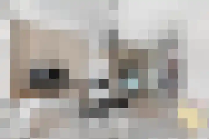 Elzehôf 2 Lemmer thumbnail 14