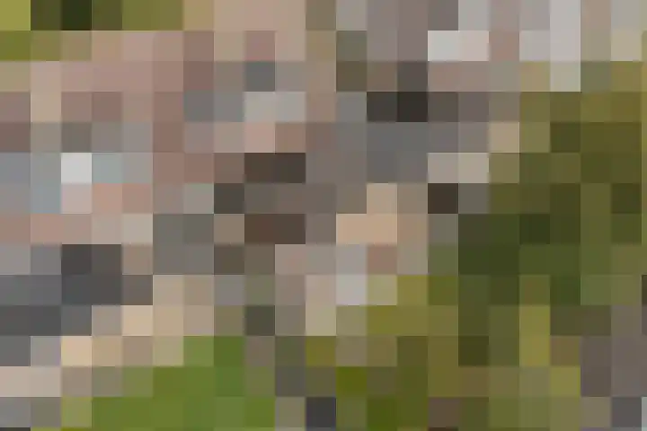 Elzekamp 10 Tytsjerk thumbnail 50
