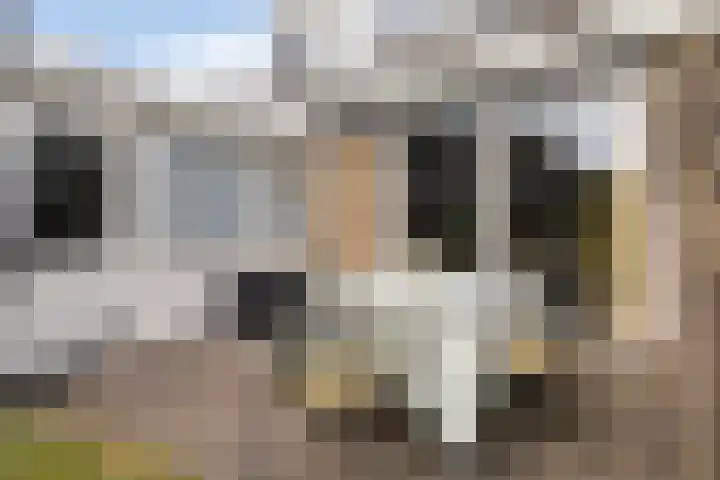 Elzekamp 16 Tytsjerk thumbnail 36