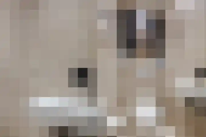 Elzekrulzoom 55 Alphen aan den Rijn thumbnail 30
