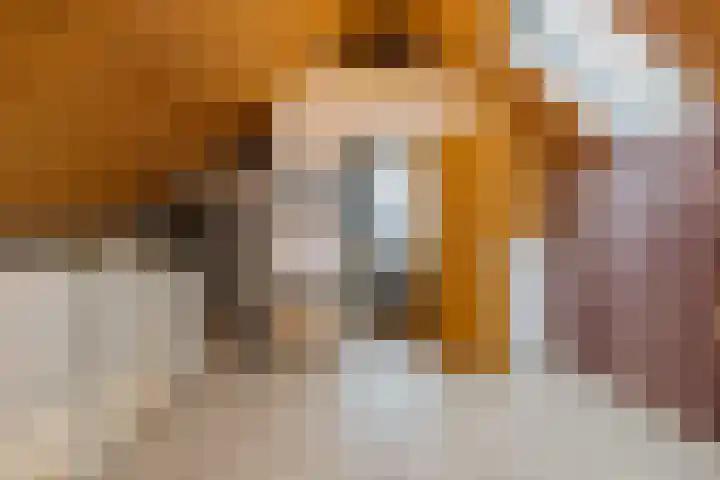 Elzekrulzoom 95 Alphen aan den Rijn thumbnail 25