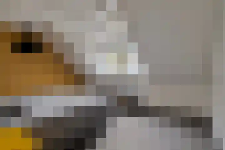 Elzen 4 Boekel thumbnail 34