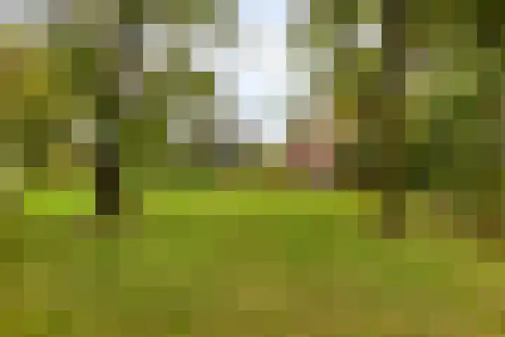 Elzen 4 Boekel thumbnail 50