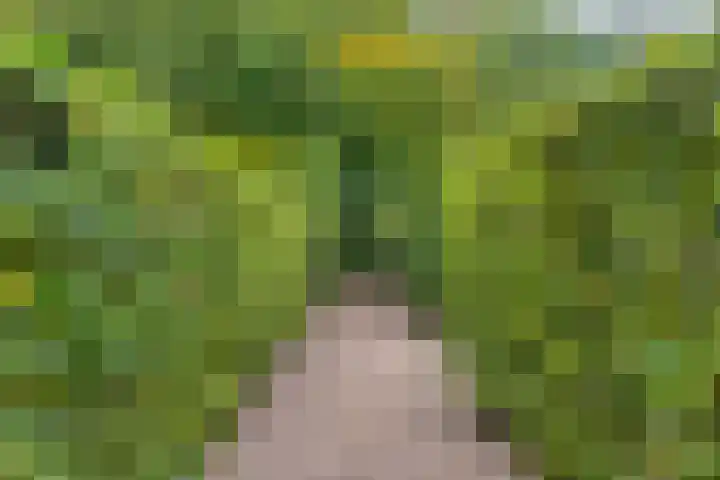 Elzen 4 Boekel thumbnail 66